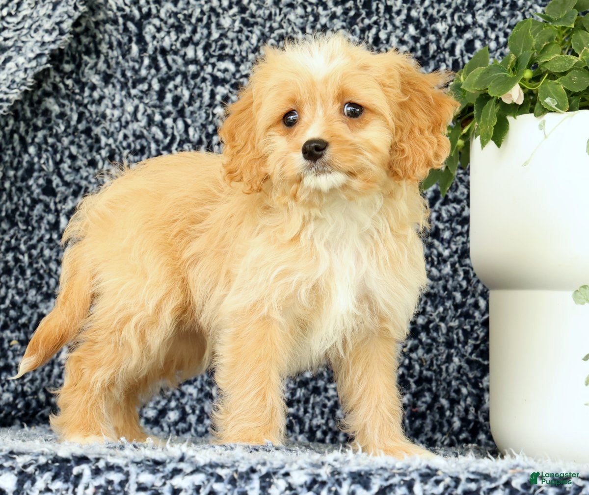 Cavapoo dogs Walker - Ad 1