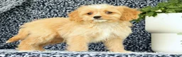 Cavapoo dogs for sale: Walker - Ad 1