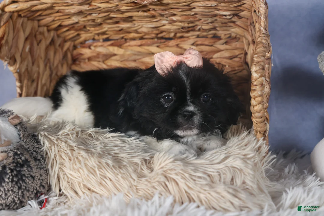 Shih Tzu dogs for sale: JESSIE - Ad 9