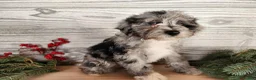 Mini Bernedoodle dogs for sale: Angel - Ad 12
