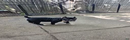 American Bully dogs for sale: American Bully  - Ad 6