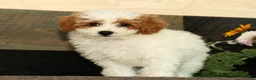 Miniature Poodle dogs for sale: Laney - Ad 6