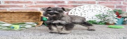 Miniature Schnauzer dogs for sale: Wayne - Ad 4