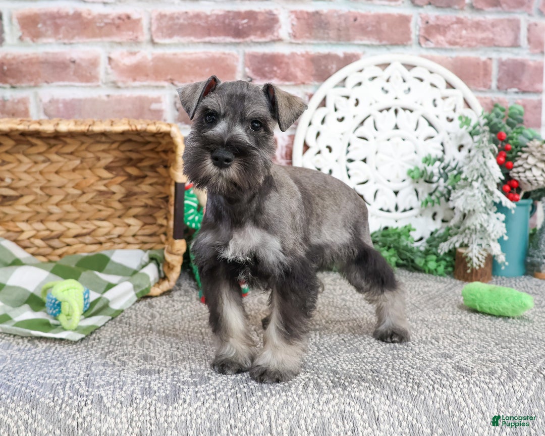 Miniature Schnauzer dogs for sale: Wayne - Ad 4