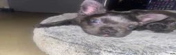 French Bulldog dogs for sale: Dee - Ad 3