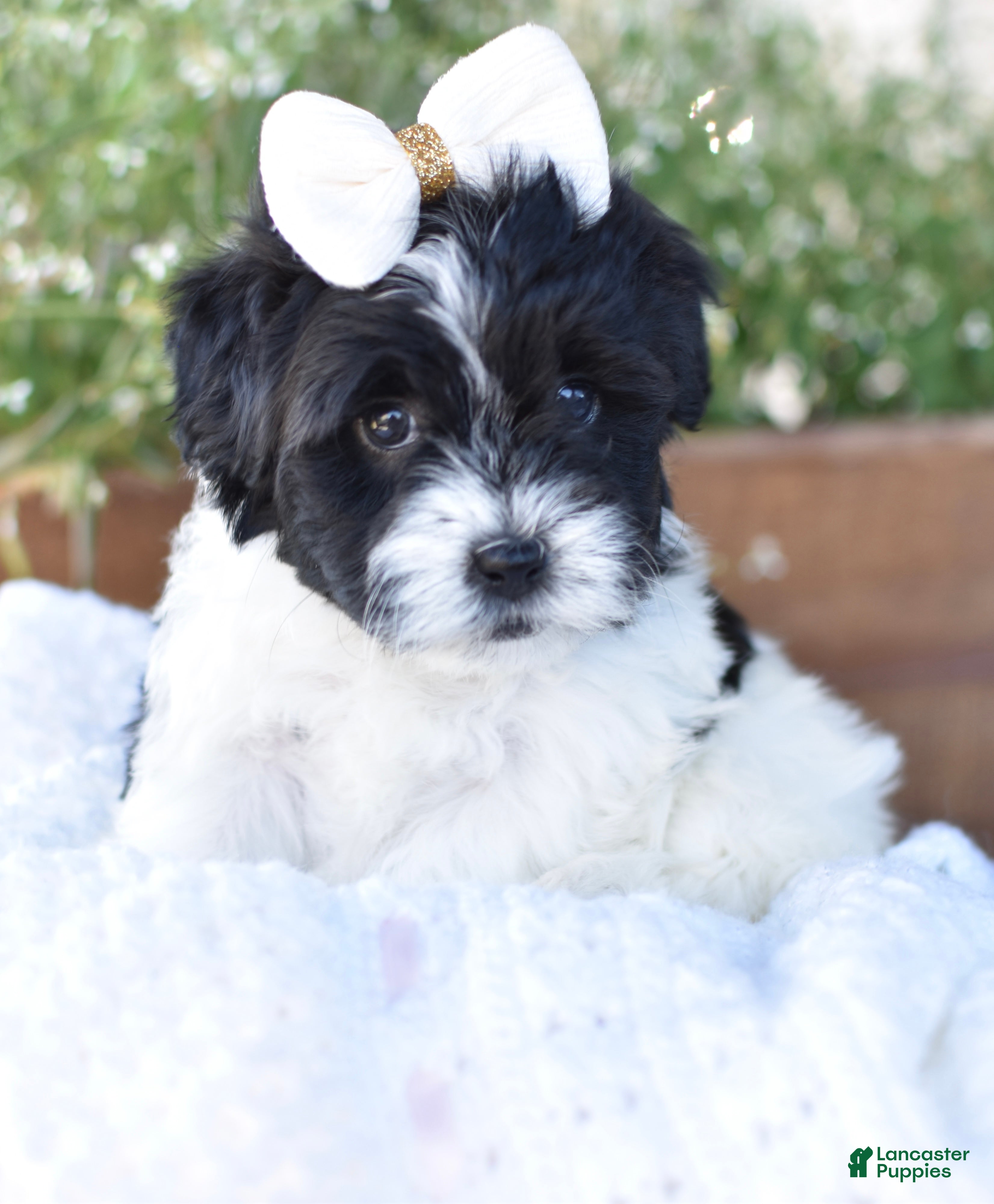 Mixed Breed dogs Bella - Ad 36