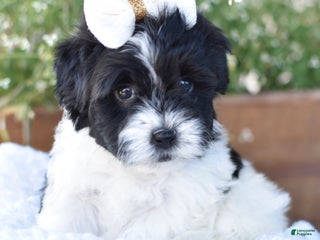 Mixed Breed dogs Bella - Ad 42