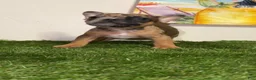 French Bulldog dogs for sale: French Bulldog Puppy - Ad 3