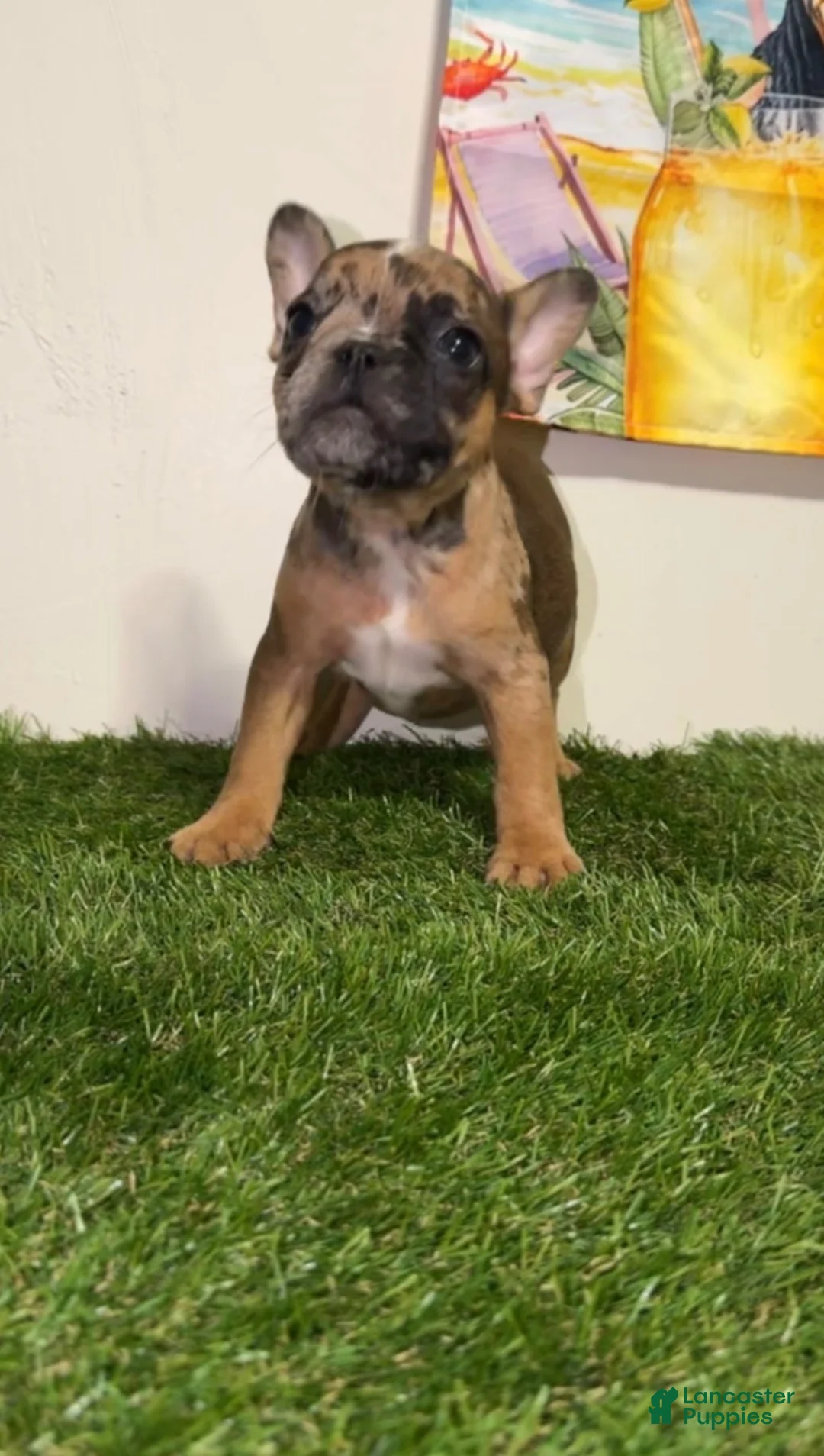 French Bulldog dogs for sale: French Bulldog Puppy - Ad 3