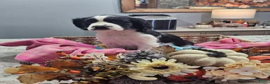English Springer Spaniel 1