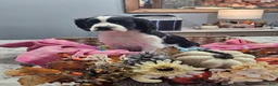 English Springer Spaniel dogs for sale: English Springer Spaniel 1 - Ad 1