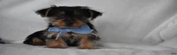 Yorkshire Terrier dogs for sale: Blake - Ad 8
