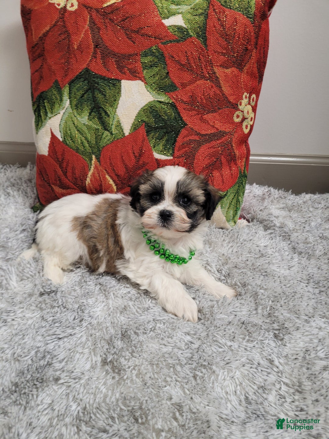 Teddy Bear dogs for sale: Brandon - Ad 3