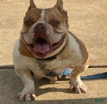 American Bully dogs for sale: American Bully Puppy 1 - Ad 9