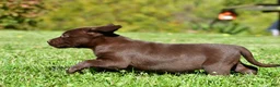 Labrador Retriever dogs for sale: Chai - Ad 4