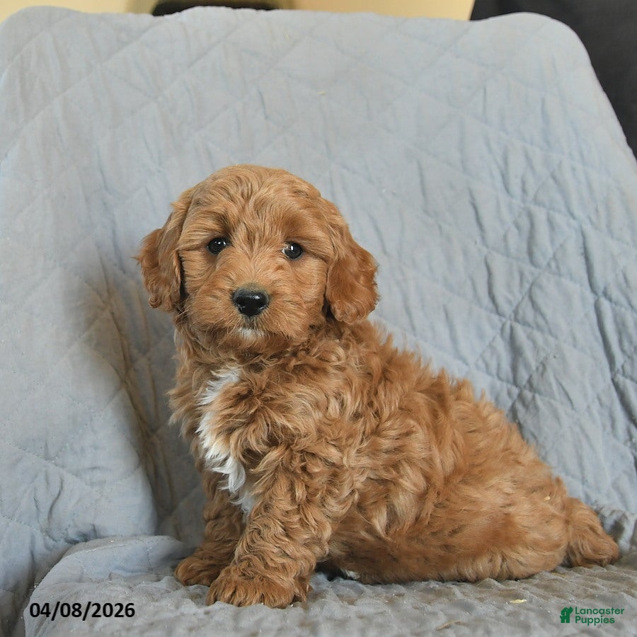 Mini Goldendoodle dogs Kimber  - Ad 1