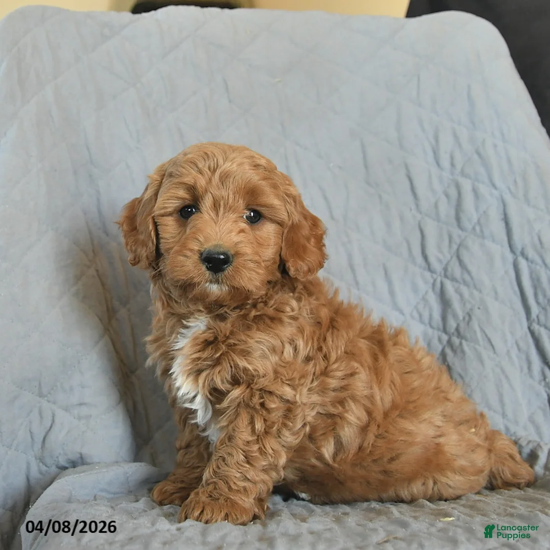 Mini Goldendoodle dogs for sale: Kimber  - Ad 1