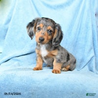 Dachshund dogs for sale: Victor - Ad 2