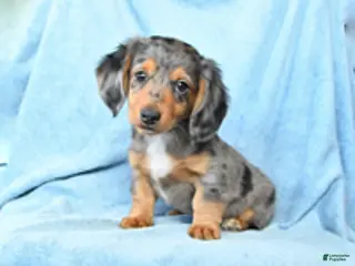 Dachshund dogs for sale: Victor - Ad 2