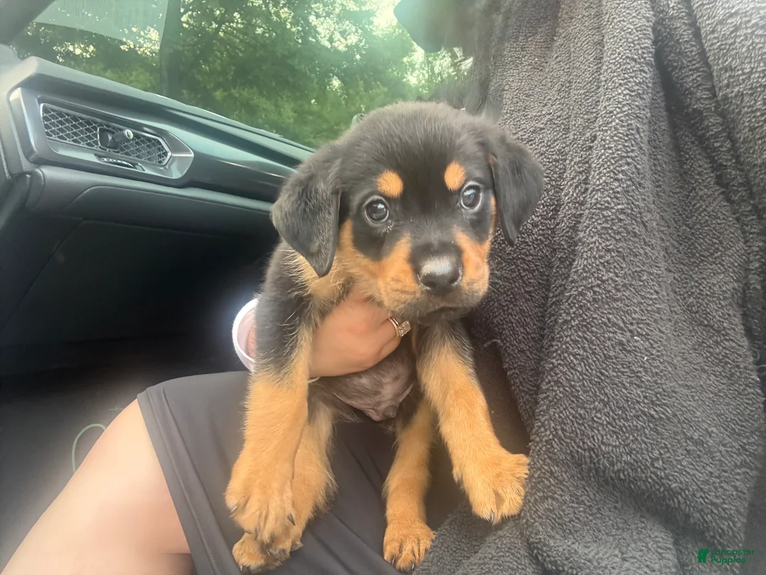 Rottweiler dogs for sale: Rottweiler 1 - Ad 2