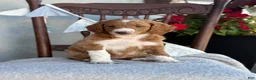 Goldendoodle dogs for sale: Carolina - Ad 3