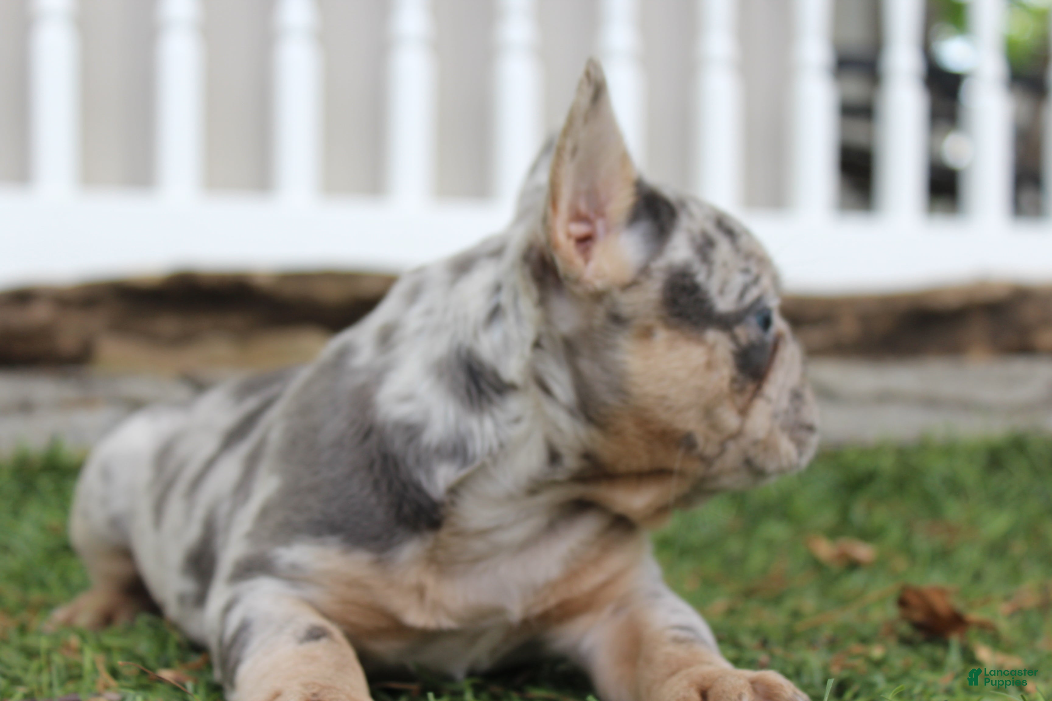 French Bulldog dogs AKC Zoe - Ad 2