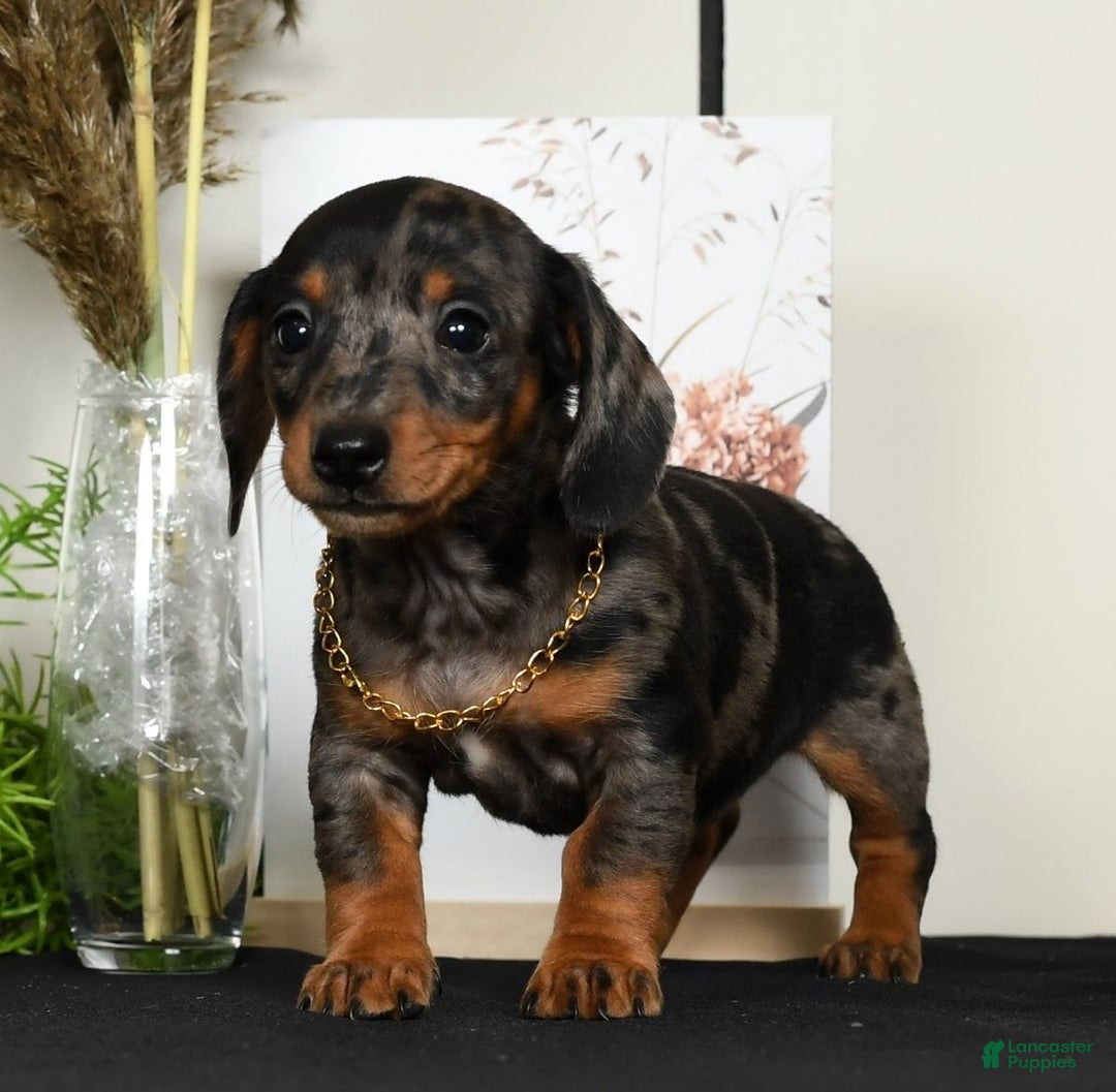 Miniature Dachshund dogs for sale: Roxie - Ad 6