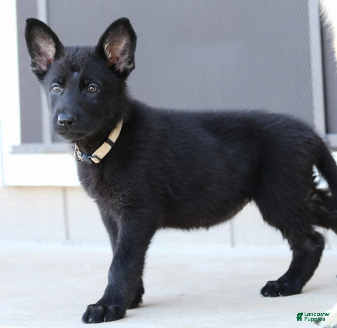 German Shepherd dogs for sale: Beige Collar - Ad 2