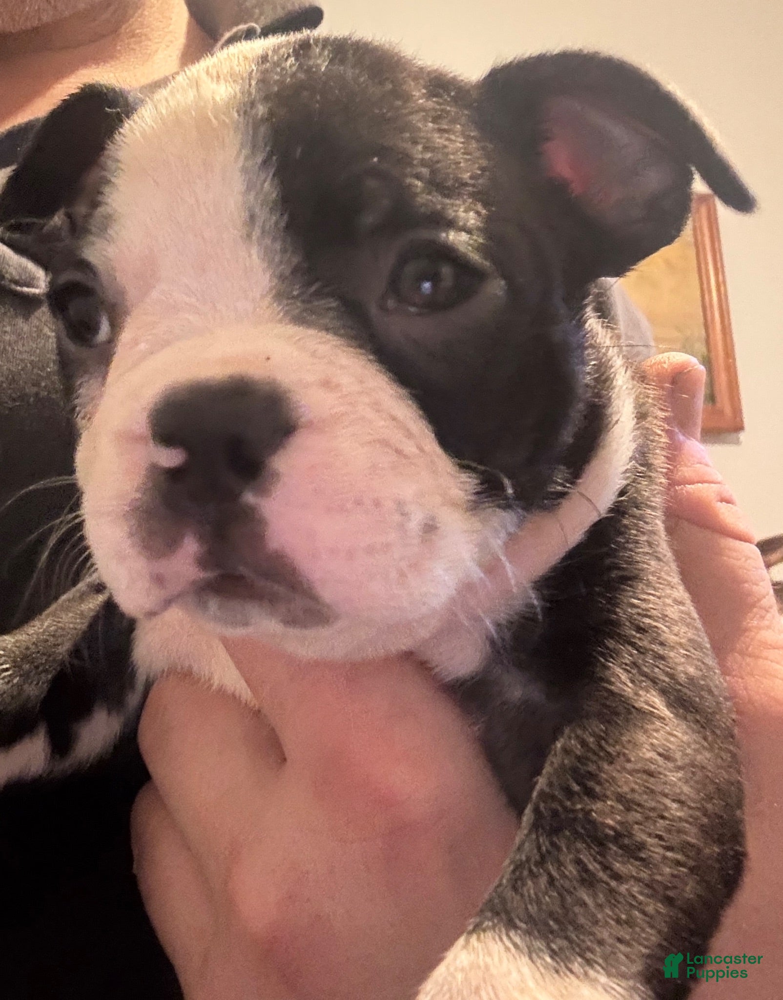 Boston Terrier dogs Boston Terrier 4 - Ad 1
