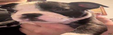 Boston Terrier 4