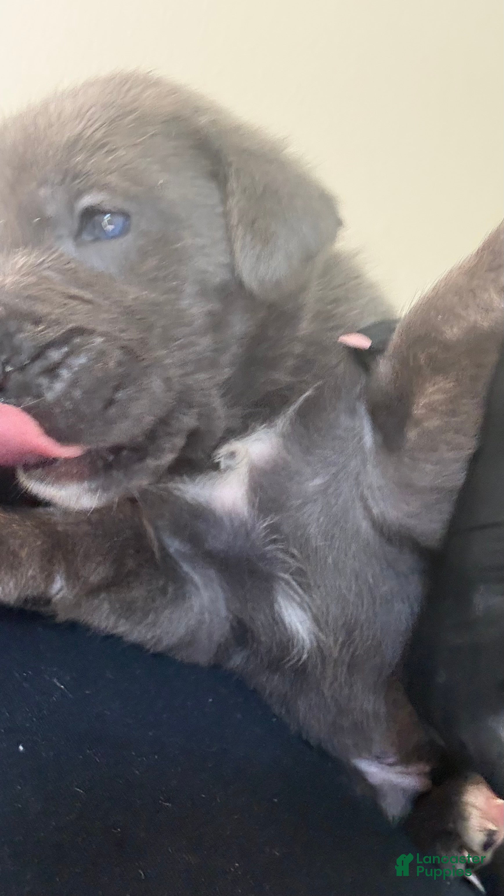 Cane Corso dogs Cane Corso 5- Dustin  - Ad 29