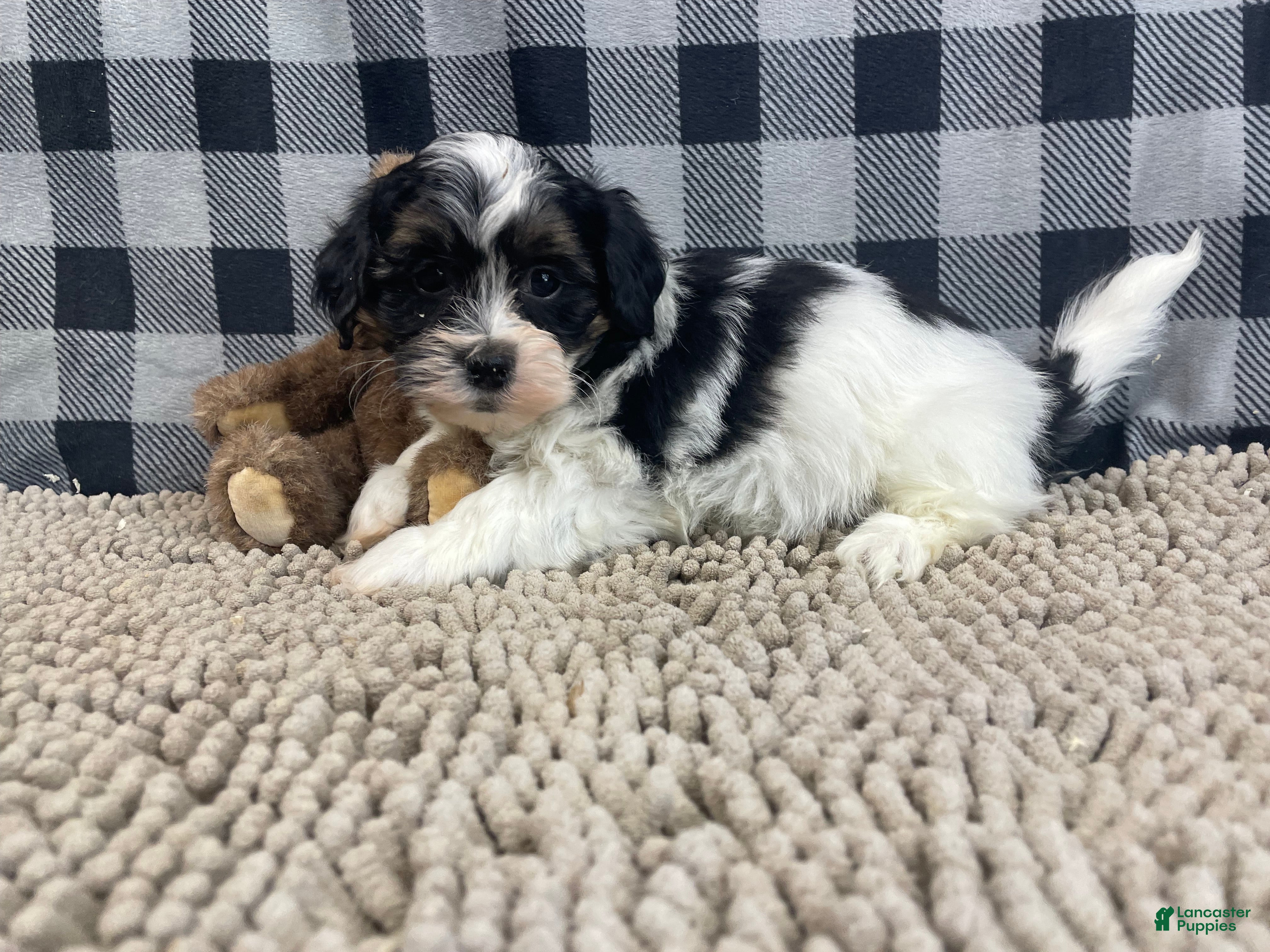 Teddy Bear dogs Jonah - Ad 2