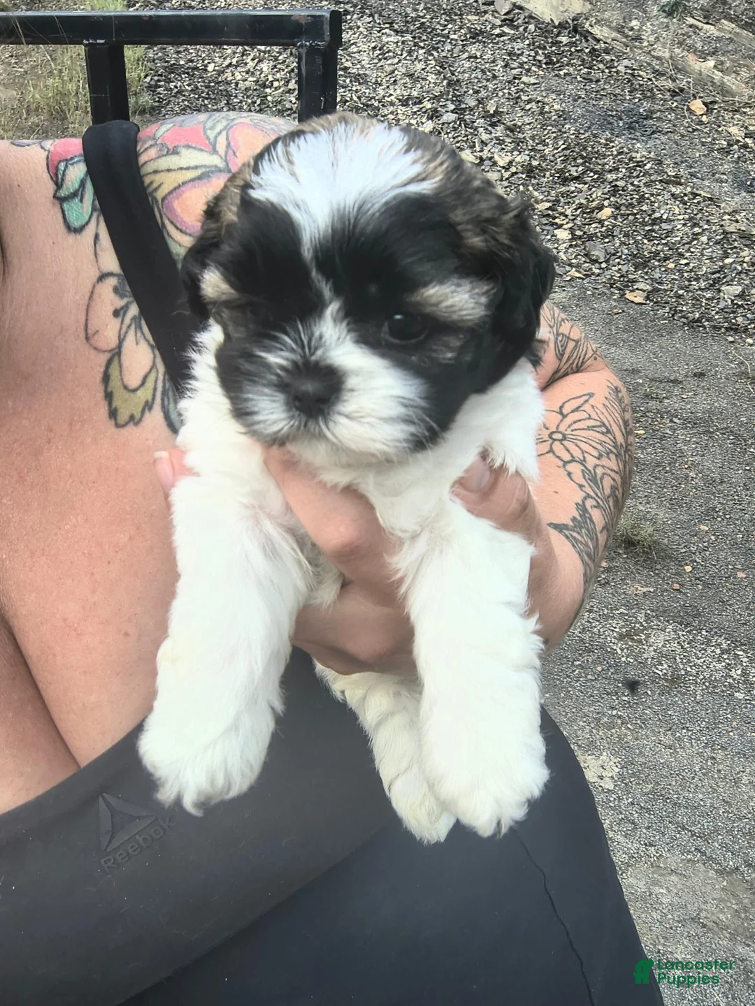 Shorkie dogs for sale: Precious - Ad 1