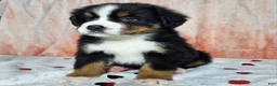 Bernese Mountain Dog dogs for sale: Archie - Ad 4