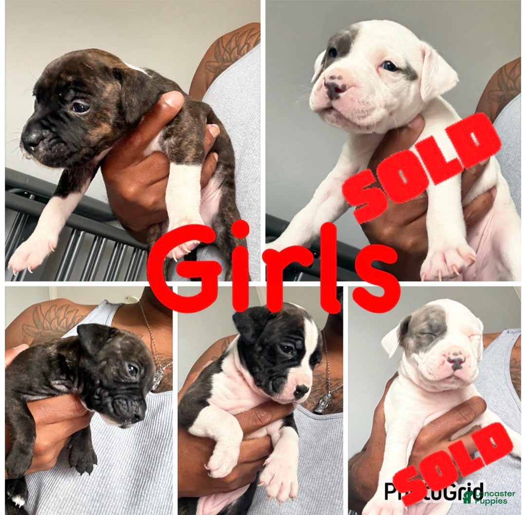 American Bully dogs for sale: American Bully Puppy 1 - Ad 3