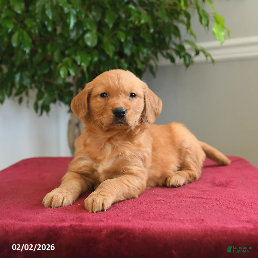 Golden Retriever dogs for sale: Rolo - Ad 3