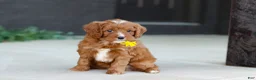 Cavapoo dogs for sale: Mr. Bentley - Ad 2