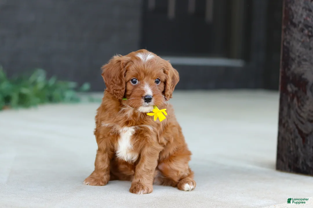 Cavapoo dogs for sale: Mr. Bentley - Ad 2