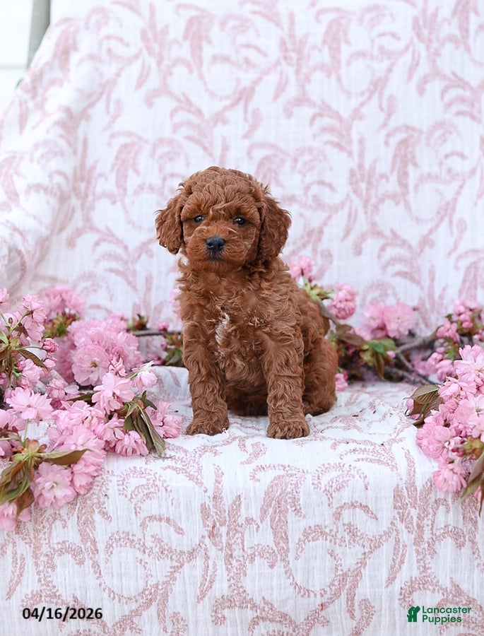 Mini Goldendoodle dogs Cuddles - Ad 1