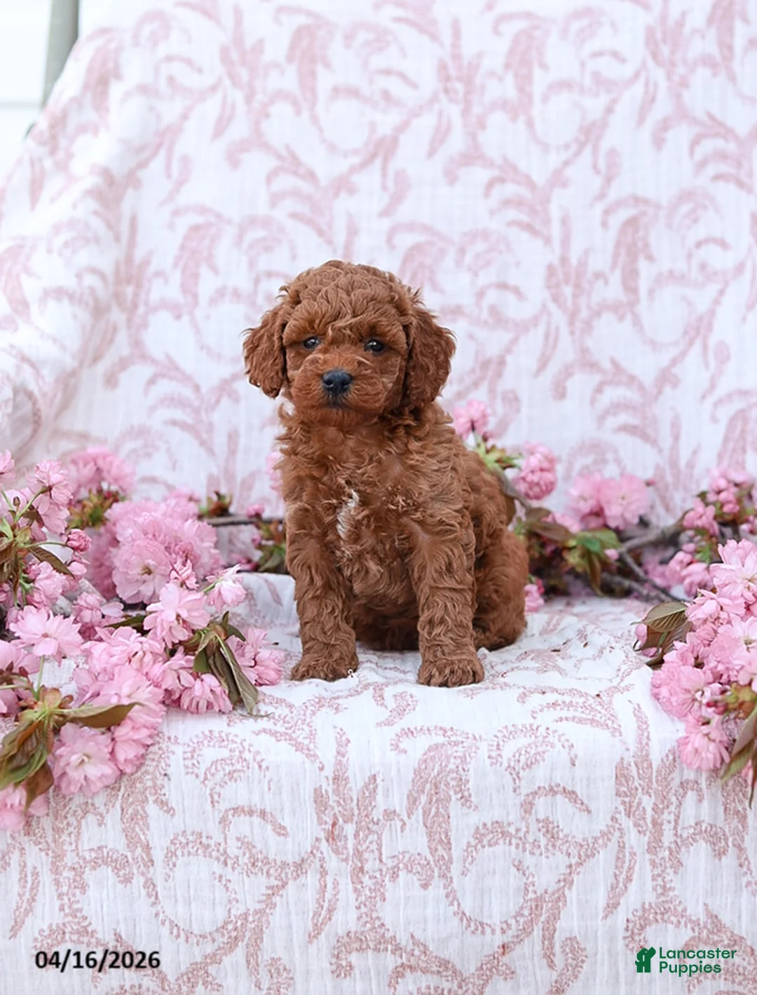Mini Goldendoodle dogs for sale: Cuddles - Ad 1