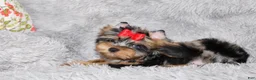 Yorkshire Terrier dogs for sale: Yorkshire Terrier 1 - Ad 2