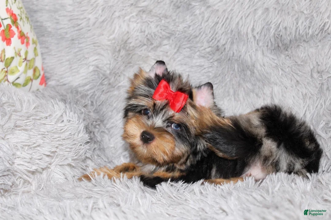Yorkshire Terrier dogs for sale: Yorkshire Terrier 1 - Ad 2