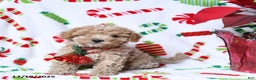 Maltipoo dogs for sale: Snuggles - Ad 1