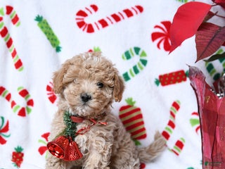 Maltipoo dogs Snuggles - Ad 31