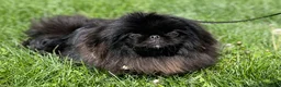 Pekingese dogs for sale: AKC DNA OFA Pablo - Ad 24
