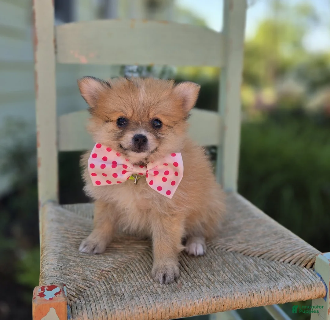 Pomeranian dogs for sale: Shadow - Ad 2