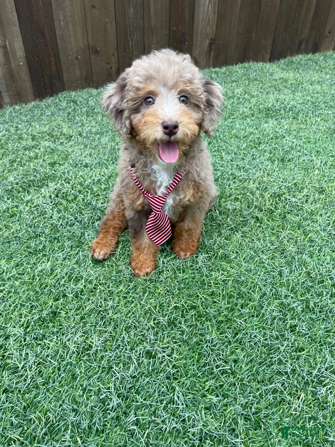 Miniature Poodle dogs for sale: Akc Clear Chocolate Merle Phantom  - Ad 1