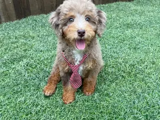 Miniature Poodle dogs Akc Clear Chocolate Merle Phantom - Ad 7