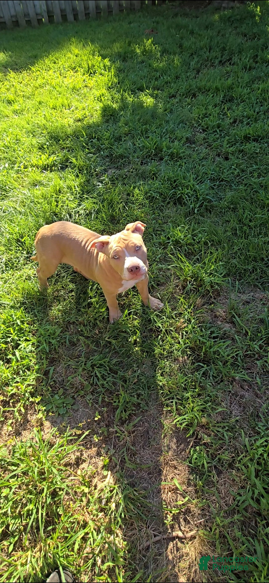 American Bully dogs Dot - Ad 2