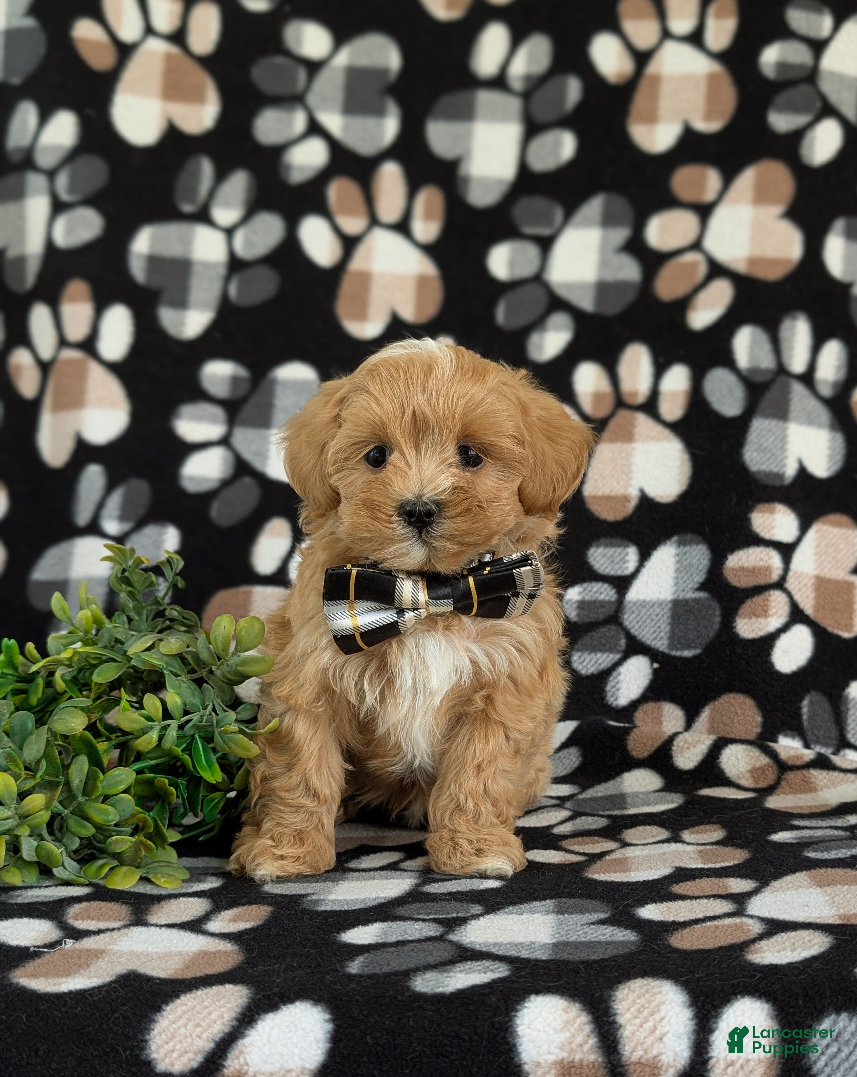 Maltipoo dogs Radclyf 7 lbs Full Grown - Ad 2